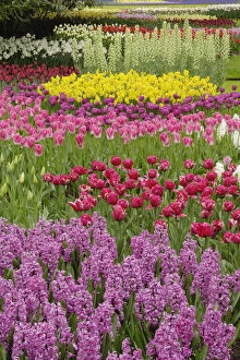 Garden of tulips, daffodils, and hyacinth