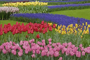 Garden of tulips, Grape Hyacinth and daffodils