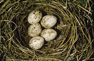 Warblers Prints: Garden Warbler - eggs in nest