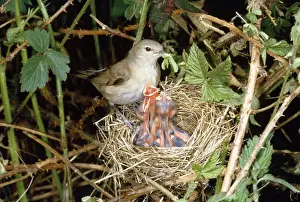 Larva Prints: Garden Warbler - at nest feeding young