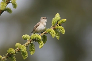 Images Dated 27th May 2010: Garden Warbler - perched on fir tree branch - singing