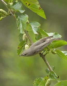 Images Dated 16th May 2012: Garden Warbler - perched in mulberry tree - May