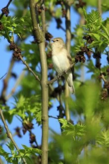 Images Dated 7th May 2008: Garden Warbler - singing from ash tree, Lower Saxony, Germany
