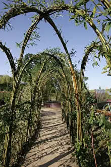 Arches Prints: Garden - Willow pergola, made into a series of arches to create an allee. France