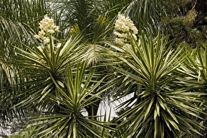 Images Dated 1st March 2006: A Garden Yucca. Costa Rica