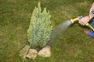 Images Dated 19th May 2007: Gardening - Woman gardener watering small tree