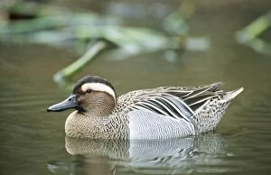 Garganey Duck - on Water
