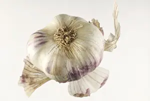 Fruit And Veg Prints: Garlic