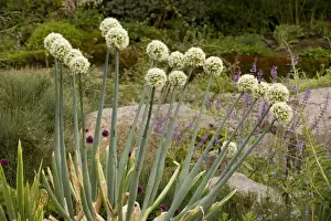 Cultivated Prints: A garlic (Allium pskemense) from C. Asia; also grown in gardens