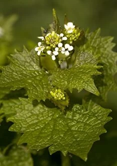 Images Dated 23rd April 2005: Garlic mustard