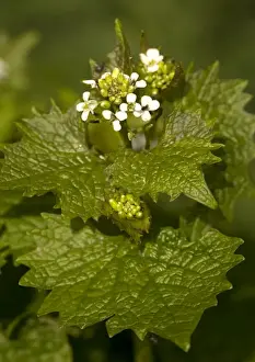 Hedges Prints: Garlic mustard