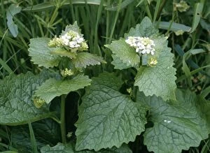 Images Dated 21st June 2005: Garlic Mustard / Jack by the Hedge