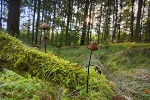 Garlic Parachute Mushrooms in forest growing