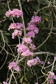 Liana Prints: Garlic-scented Vine / Liana - at the edge of Lake Sandoval Amazon Peru