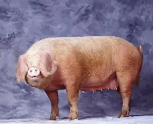 Gascon Pig