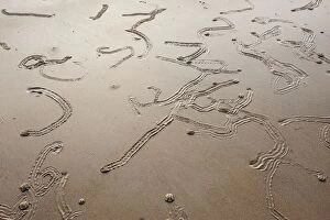 Images Dated 5th October 2011: Gastropod Tracks