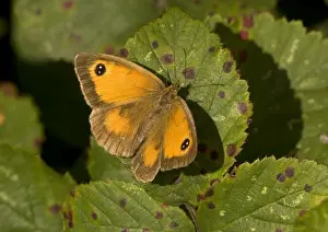 Gatekeeper Prints: Gatekeeper Butterfly