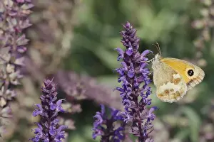 Gatekeeper Prints: Gatekeeper Butterfly - feeding on garden flowers Pyronia tithonus Essex, UK IN001224