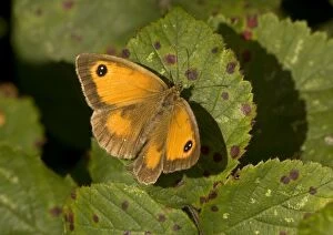 Gatekeeper / Hedge Brown Butterfly - basking, with wings open