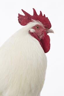 Caruncles Gallery: Gatinais Chicken Cockerel / Rooster