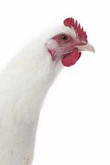 Comb Gallery: Gatinais Chicken Hen