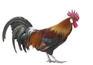 Caruncles Gallery: Gaulois / Gallic Chicken Cockerel / Rooster