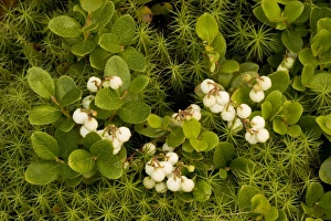Images Dated 21st July 2006: Gaultheria miqueliana, in fruit