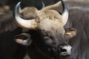 Images Dated 10th January 2005: Gaur Gaur are the wild cattle from which domesticated breeds are descended