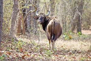 Gaur / Indian Bison