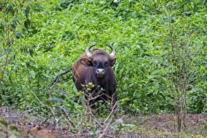 Gaur / Indian Bison female