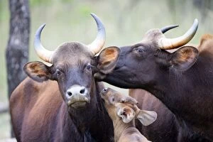Gaur / Indian Bison females and young licking