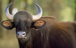 Gaur - showing horns India
