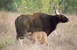Gaur - suckling young Kanha National Park, India