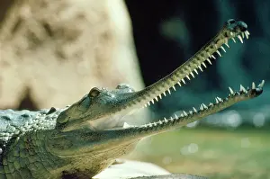 Jaws Prints: Gavial / Gharial - mouth open showing teeth - endangered - Pakistan India Burma Nepal  