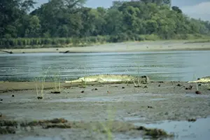 Gavial / Gharial - Nepal
