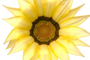 Greetings Prints: Gazania Flower - on white background