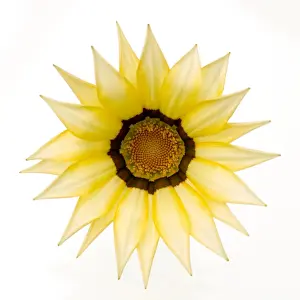 Gazania Flower - on white background