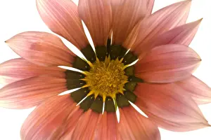 Gazania Flower - on white background
