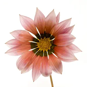 Gazania Flower - on white background