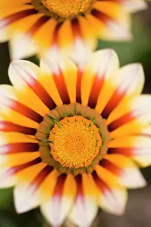 Gazania Flowers Norfolk UK