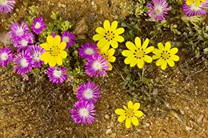 Gazania lichtensteinii with pink Drosanthemum hispidum, Namaqualand, South Africa