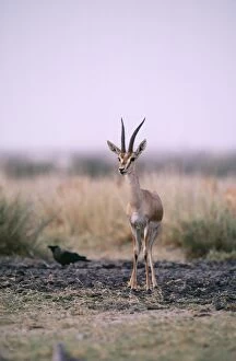 Images Dated 18th June 2004: Gazelle / Chinkara Rajasthan National Park