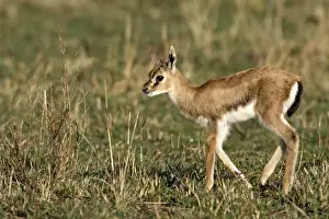 Thomsons Prints: Gazelle de Thomson