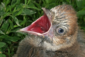 Images Dated 30th May 2003: geai des chenes au nid Garrulus glandarius