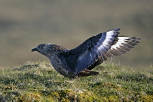 Images Dated 30th May 2007: Geat Skua adult flapping it's wings Hermaness Nature Reserve, Unst, Shetland Isles, Scotland, UK