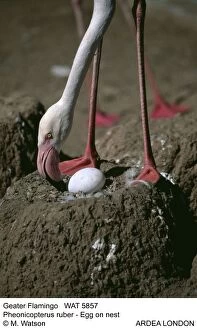Flamingos Gallery: Geater Flamingo  - Egg on nest