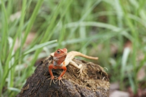 Images Dated 9th June 2008: Gecko - Corbett National Park, India