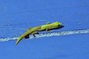 Images Dated 9th July 2004: Gecko diurne a poussiere d'or.Phelsuma laticauda Gecko diurne poussire dor.Phelsuma laticauda