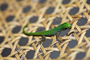 Images Dated 11th May 2009: Gecko at Fregate Island Resort
