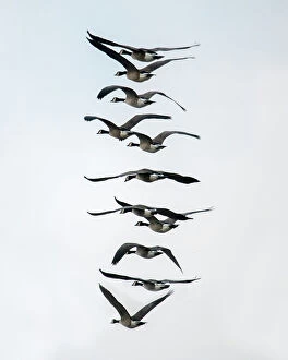 Images Dated 21st August 2021: Geese flying in formation Date: 08-01-2021